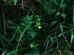 -碓臼峪自然风景区
