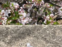-苏州上方山国家森林公园
