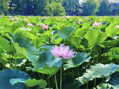 -莲池书院博物馆