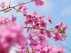 -深圳市中科院仙湖植物园