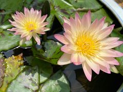 -上海滨江森林公园