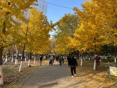 -长白岛森林公园