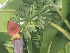 -云溪植物园