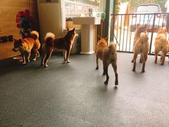 -柴源莊·柴小宠柴犬咖啡