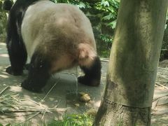 -都江堰中华大熊猫苑