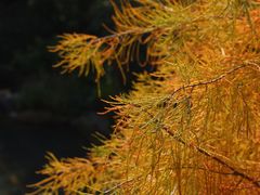 -云溪植物园