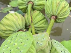 -武汉紫薇都市田园