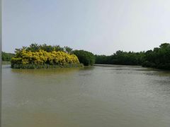 -大湾区中央湿地公园