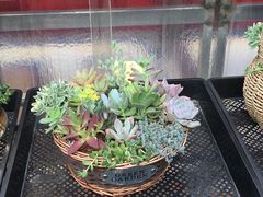 -龙大花卉苗木市场