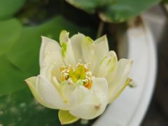 -探花·意境江南菜·唐伯虎文化体验店·松鼠桂鱼(观前店)