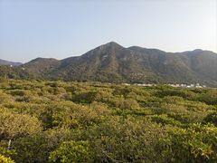 -大澳