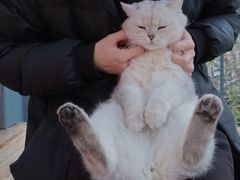 -喵屿·大理花园猫咖