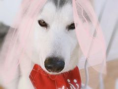 桃心-Husky Go! 哈士奇体验馆·宠物咖啡厅狗咖