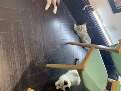 -猫色咖啡·猫咖