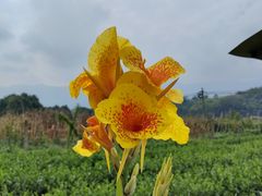 -梅城古镇