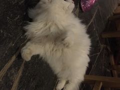 Anne猫窝咖啡屋-Anne猫窝咖啡屋