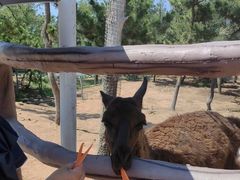 -西霞口神雕山野生动物世界