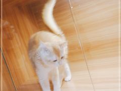-猫十亿·布偶金渐层·曼基康矮脚猫舍(青年路店)