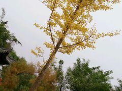 -金城公园