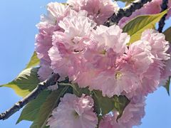 -新虹桥中心花园