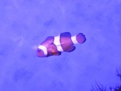 -石家庄海洋公园