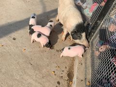 -石家庄市动物园