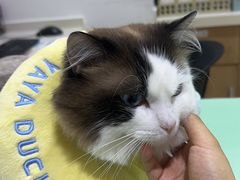 -艾贝尔宠物医院·24H转诊中心·肿瘤猫专科(江宁双龙店)