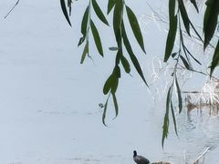 -野鸭湖国家湿地公园