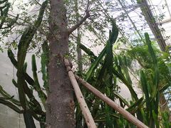 -南山植物园