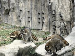 -上海野生动物园