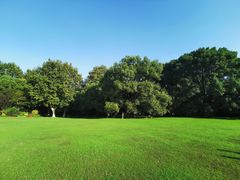 -上海共青森林公园