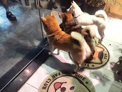 -柴务处·柴犬主题狗咖