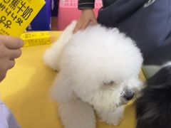 -翊宠yipet猫狗购宠庄园犬舍•猫舍