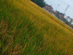 -桤木河湿地公园