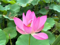 -上海鲜花港