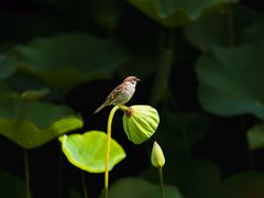 -莲花池公园