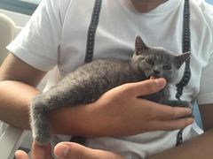 喵的天空-喵的天空名猫咖啡馆·撸猫·猫舍·用品