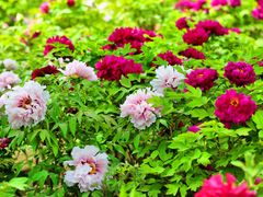 -莲花池公园