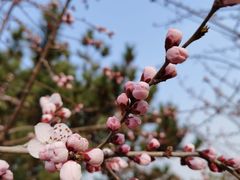 -北京西山国家森林公园