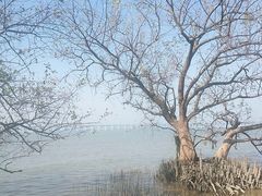 -宝安西湾红树林湿地公园