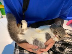 -猫色咖啡·猫咖