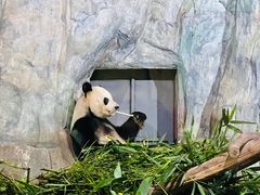 -深圳野生动物园