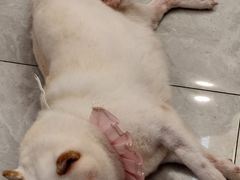 -柴犬小屋·柴餐厅·狗咖食堂(金鼎广场店)