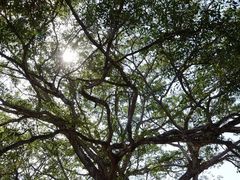 景点-瑞丽独树成林风景区