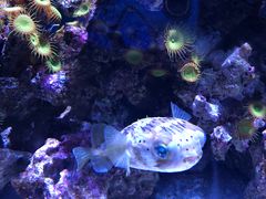 -西雅图水族馆