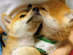 -翊宠yipet猫狗购宠庄园犬舍•猫舍