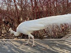 -鄂尔多斯野生动物园