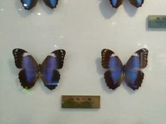 -上海昆虫博物馆