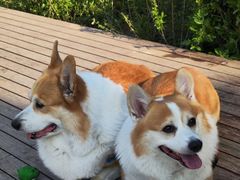 -纳吉亚猫专科动物诊疗中心(蒋宅口分院)