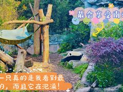 -成都大熊猫繁育研究基地